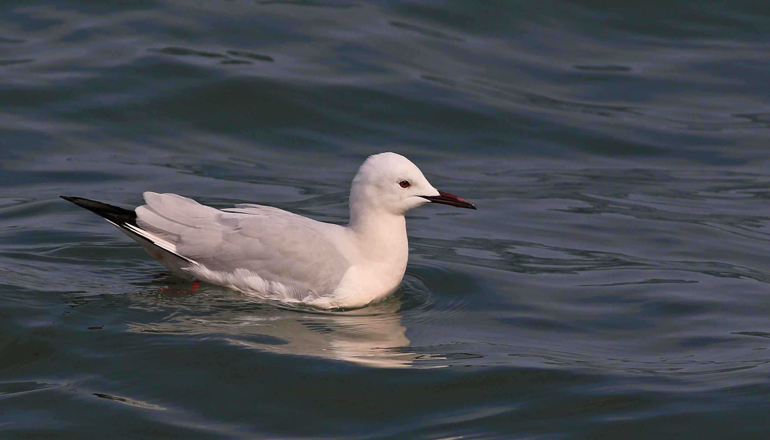 Slender-billed Gull